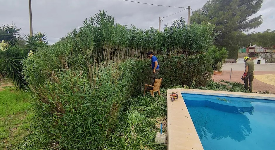 Trabajo de poda de árboles